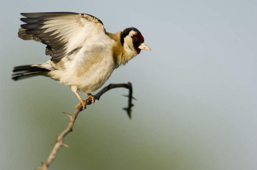 无人,横图,室外,白天,侧面,美景,植物,鸟,伸展,张开,展翅,阴影,朦胧,模糊,光线,翅膀,鸟类,影子,景观,枝条,注视,树,树木,树枝,一只,阳光,自然,观察,看,景色,观看,察看,关注,自然风光,张开翅膀,金翅雀,大绿雀,金翅,芦花黄雀,虬枝,枝杈,展开翅膀,彩图,全身