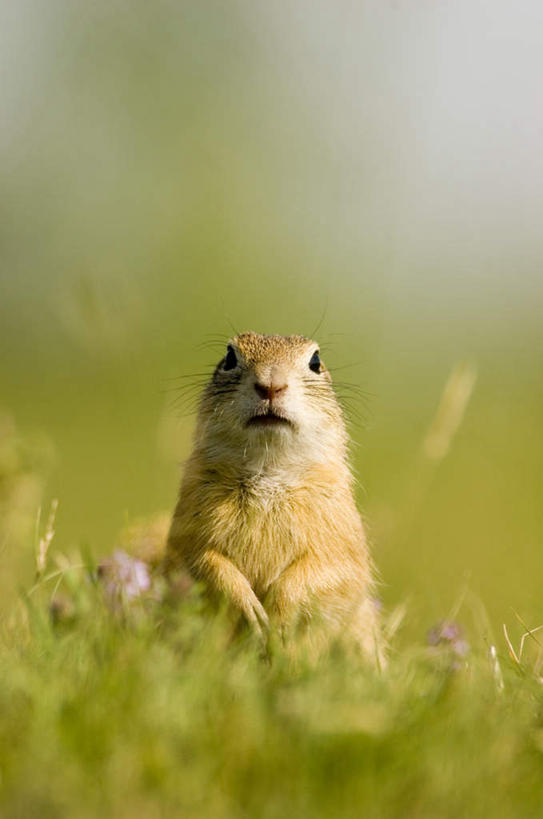 无人,站,竖图,室外,白天,正面,草地,草坪,美景,植物,野生动物,阴影,朦胧,模糊,光线,影子,景观,注视,草,一只,绿色,阳光,自然,动物,松鼠,观察,看,站着,景色,可爱,活泼,观看,察看,关注,自然风光,地松鼠,站立,彩图,全身