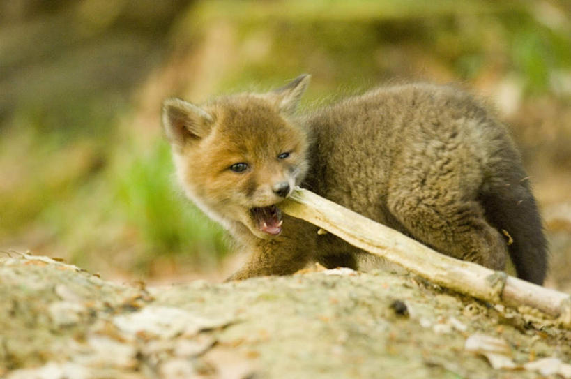 无人,坐,横图,室外,白天,侧面,草地,草坪,石头,美景,植物,狐狸,野生动物,咬,阴影,朦胧,模糊,光线,石子,影子,景观,注视,草,一只,绿色,阳光,自然,动物,观察,看,张嘴,景色,观看,咬着,察看,关注,自然风光,狡猾,张大嘴巴,狡诈,火狐,石块,岩石,张开嘴,红狐,赤狐,草狐,坐着,彩图,全身
