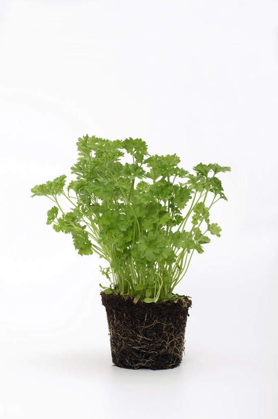 无人,竖图,室内,特写,白天,白色背景,正面,植物,芹菜,蔬菜,阴影,反射,盆栽,影子,盆景,一个,绿色,自然,摄影,荷兰芹,欧芹,香芹,影棚,生长,单个,成长,法香,巴西利,洋香菜,洋芫荽,法国香菜,旱芹菜,番荽,彩图,影棚拍摄,拍摄