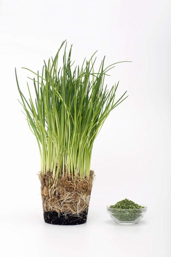 无人,竖图,室内,特写,白天,白色背景,正面,植物,蔬菜,阴影,反射,盆栽,影子,葱,草药,药草,盆景,中药,一个,绿色,自然,摄影,影棚,生长,单个,成长,细香葱,香葱,药材,中草药,中药材,本草,彩图,影棚拍摄,拍摄