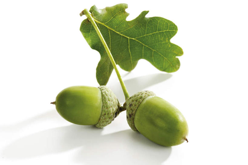 无人,横图,俯视,室内,特写,白天,白色背景,餐桌,桌子,叶子,阴影,反射,影子,坚果,绿叶,两个,绿色,干果,嫩叶,摄影,影棚,餐台,橡果,橡树果,橡栗,橡实,橡树子,橡子,叶,叶片,彩图,高角度拍摄,影棚拍摄,拍摄