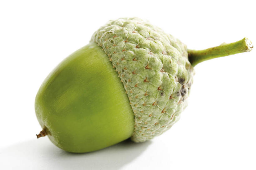 无人,横图,俯视,室内,特写,白天,白色背景,餐桌,桌子,阴影,反射,影子,坚果,一个,绿色,干果,摄影,影棚,单个,餐台,橡果,橡树果,橡栗,橡实,橡树子,橡子,彩图,高角度拍摄,影棚拍摄,拍摄