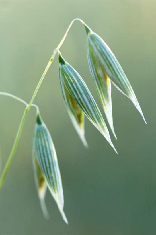 无人,竖图,室外,特写,白天,正面,美景,一排,朦胧,模糊,整齐,景观,燕麦,三颗,排列,自然,景色,队列,自然风光,玉麦,铃铛麦,裸燕麦,雀麦,野麦,莜麦,彩图