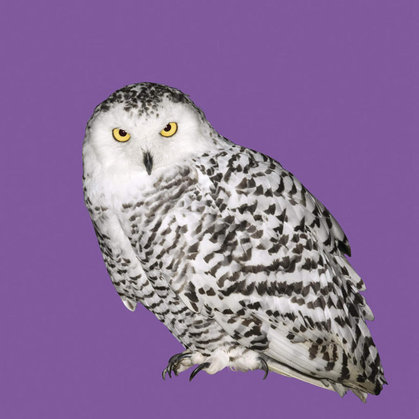 无人,站,方图,室内,特写,白天,侧面,猫头鹰,鸟,野生动物,紫色背景,鸟类,扭头,注视,一只,动物,观察,看,站着,转头,摄影,影棚,观看,察看,关注,凶猛,雪鸮,雪枭,白鸮,白夜猫子,雪猫头鹰,残暴,凶残,鸮,枭,站立,彩图,全身,影棚拍摄,拍摄