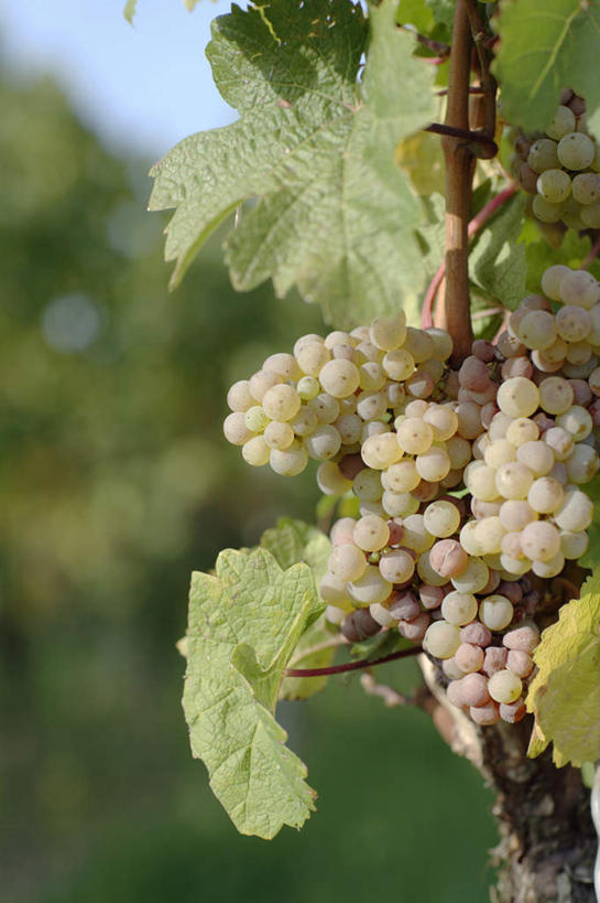 无人,果园,竖图,室外,特写,白天,正面,田园,植物,葡萄,水果,阴影,朦胧,模糊,新鲜,光线,影子,生食,食品,果实,果树,树,树木,食物,蓝色,绿色,蓝天,天空,阳光,自然,天,有机食品,绿色食品,生长,晴朗,成长,水晶葡萄,万里无云,田庄,园子,晴空,晴空万里,山葫芦,蒲桃,草龙珠,彩图