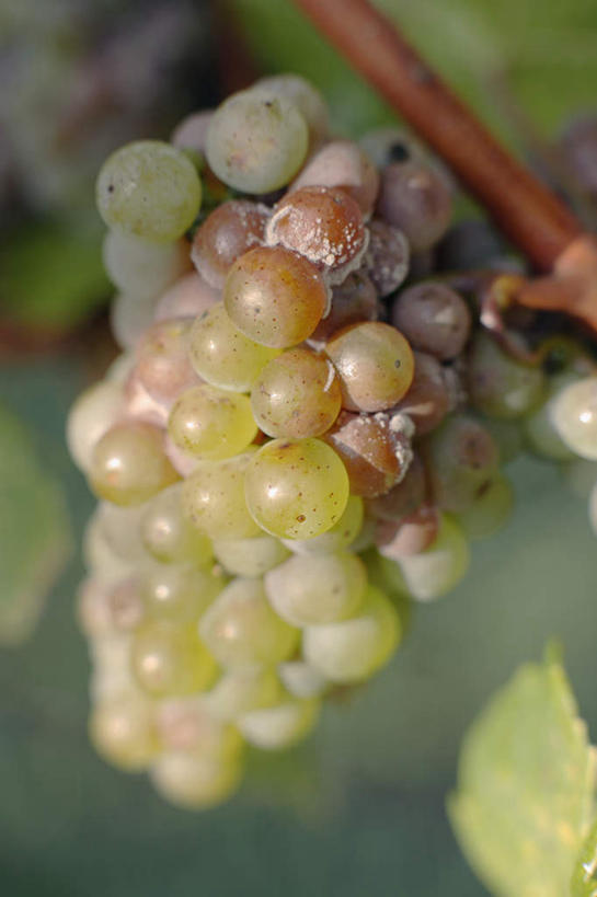 无人,果园,竖图,室外,特写,白天,正面,田园,植物,葡萄,水果,阴影,朦胧,模糊,新鲜,光线,影子,云,云朵,生食,食品,果实,果树,云彩,树,树木,食物,绿色,白云,蓝天,天空,阳光,自然,天,有机食品,绿色食品,生长,成长,水晶葡萄,田庄,园子,山葫芦,蒲桃,草龙珠,彩图