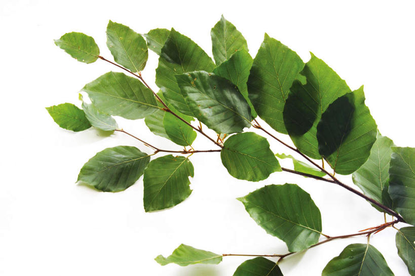 无人,横图,室内,特写,白天,白色背景,正面,植物,叶子,绿叶,枝条,树,树木,树枝,嫩叶,摄影,影棚,山毛榉,麻栎金刚,山毛榉树,虬枝,枝杈,叶,叶片,彩图,影棚拍摄,拍摄