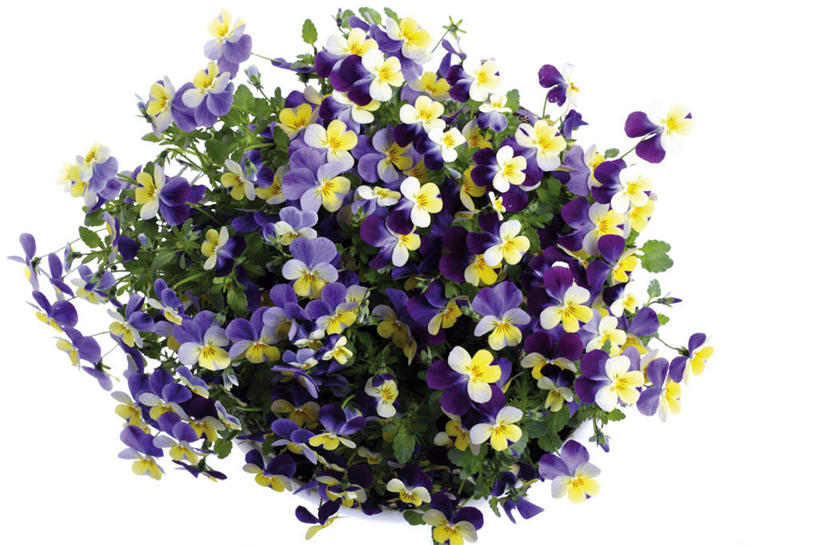 无人,横图,室内,特写,白天,白色背景,正面,叶子,盛开,三色堇,花蕾,花,花瓣,花朵,鲜花,绿色,蝴蝶花,花苞,花蕊,摄影,影棚,三色堇菜,人面花,猫脸花,阳蝶花,鬼脸花,猫儿脸,彩图,影棚拍摄,拍摄