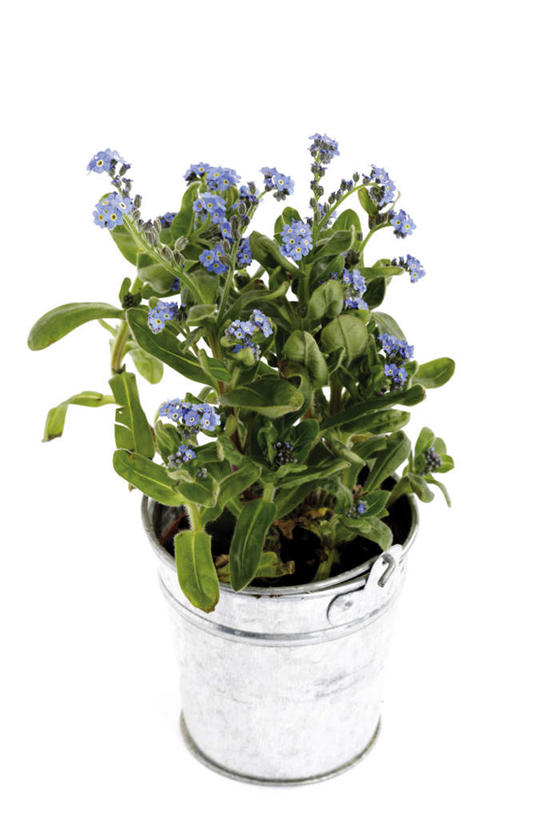 无人,竖图,俯视,室内,特写,白天,白色背景,植物,勿忘我,阴影,盛开,反射,盆栽,影子,盆景,花蕾,花,花瓣,花朵,鲜花,绿色,自然,花苞,花蕊,摄影,影棚,生长,成长,星辰花,勿忘草,斯太菊,矶松,彩图,高角度拍摄,影棚拍摄,拍摄