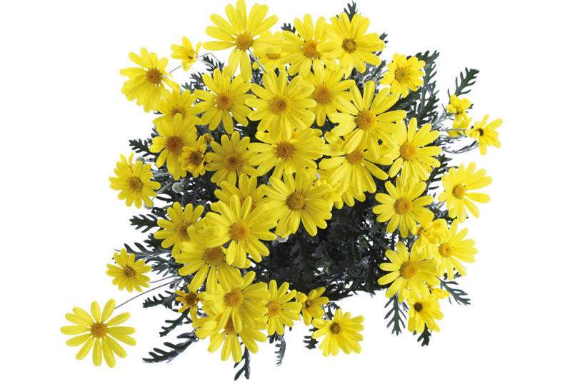 无人,横图,俯视,室内,特写,白天,白色背景,爱情,许多,盛开,茼蒿菊,花蕾,花,花瓣,花朵,鲜花,黄色,花苞,花蕊,菊花,摄影,影棚,吉祥,高洁,长寿,蓬蒿菊,怀恋,清净,真情,寿客,秋菊,木春菊,木茼蒿,彩图,高角度拍摄,影棚拍摄,拍摄