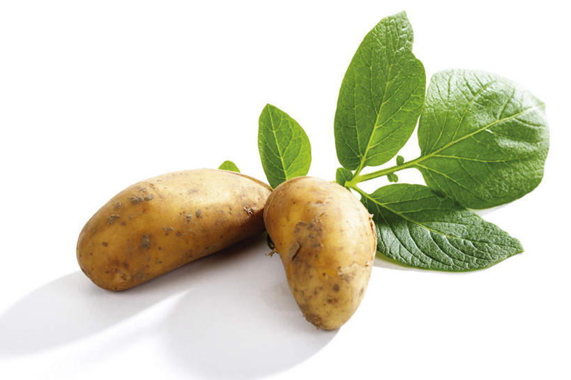 无人,横图,室内,特写,白天,白色背景,正面,蔬菜,土豆,叶子,新鲜,食品,绿叶,食物,嫩叶,摄影,有机食品,绿色食品,影棚,叶,叶片,芋艿,洋芋,山药蛋,马铃薯,彩图,影棚拍摄,拍摄