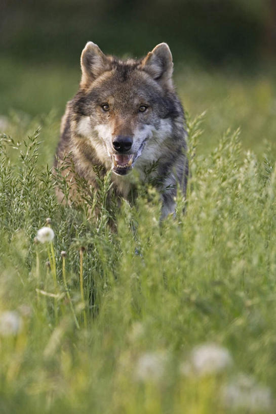 无人,站,竖图,室外,白天,正面,草地,草坪,美景,植物,狼,野生动物,阴影,朦胧,模糊,盛开,光线,影子,景观,花蕾,注视,草,花,花瓣,花朵,鲜花,一只,绿色,阳光,自然,动物,花苞,花蕊,观察,看,站着,景色,观看,察看,关注,自然风光,凶猛,残暴,凶残,灰狼,站立,彩图,全身,犬科动物