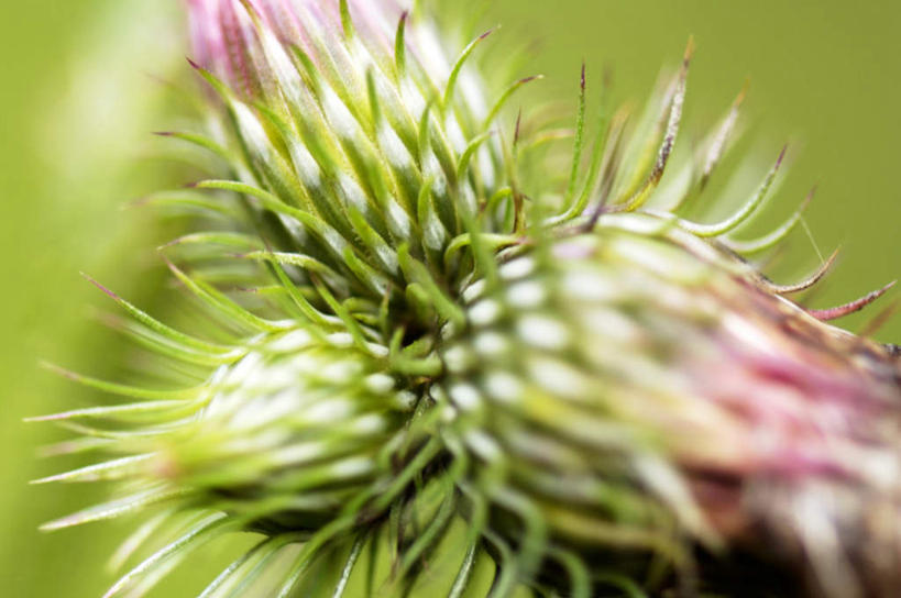 无人,横图,室外,特写,白天,正面,幸福,美景,三朵,阴影,朦胧,模糊,光线,影子,景观,阳光,自然,菊花,景色,优雅,纤细,自然风光,矢车菊,忠诚,再生,蓝芙蓉,荔枝菊,思念,热爱,彩图