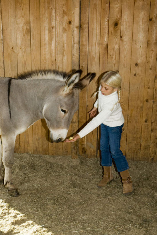 西方人,儿童,一个人,木屋,站,竖图,室内,白天,正面,纯洁,野生动物,欧洲,欧洲人,仅一个女性,仅一个人,服装,注视,小孩,衣服,动物,观察,看,站着,仅一个小孩,可爱,童年,童趣,服饰,活泼,观看,察看,衣着,穿着,关注,驴,童真,烂漫,无邪,衣饰,天真,女孩,女人,女性,白种人,孩子,站立,彩图,全身,茅舍,茅屋,棚屋,小木屋,小屋,女生