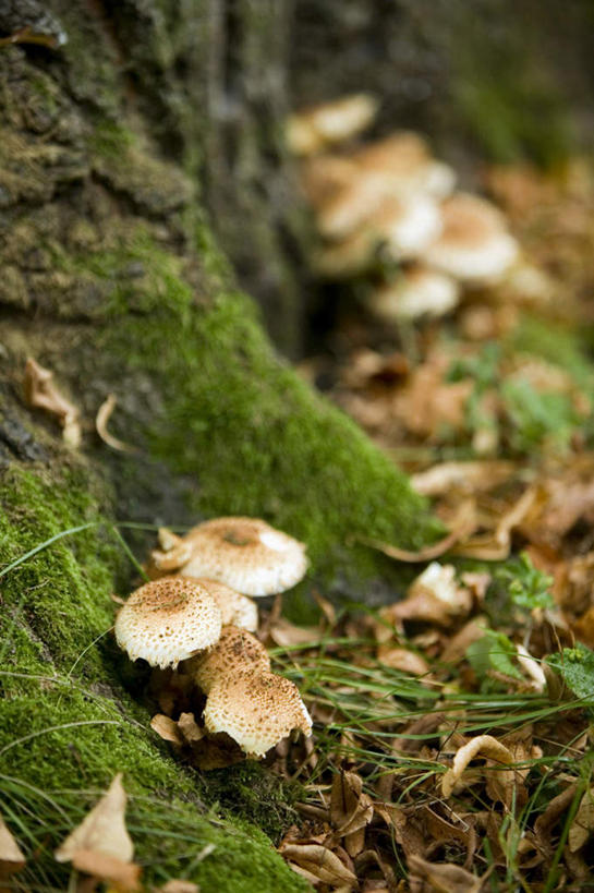 无人,竖图,俯视,室外,特写,白天,美景,森林,树林,植物,蔬菜,朦胧,模糊,新鲜,景观,菌菇,蘑菇,食品,青苔,树根,树桩,苔藓,菌类,树,树干,树木,食物,绿色,自然,木桩,食用菌,景色,有机食品,绿色食品,生长,成长,自然风光,彩图,高角度拍摄
