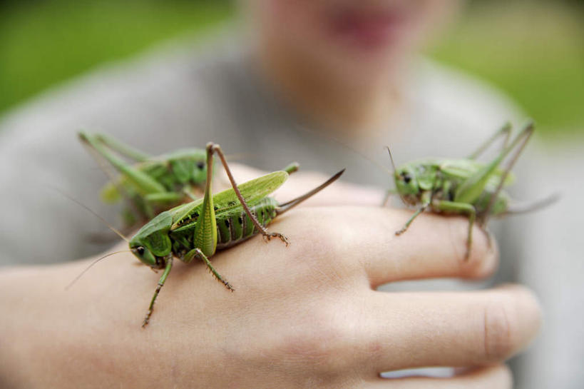 西方人,手,一个人,站,横图,室外,特写,白天,正面,草地,草坪,植物,欧洲,欧洲人,仅一个男性,仅一个人,三只,服装,朦胧,模糊,昆虫,休闲装,草,仅一个年轻男性,衣服,绿色,动物,蟋蟀,站着,休闲,手部,休闲服,服饰,单手,蛐蛐,害虫,蛐蛐儿,趋织,促织,男人,男性,年轻男性,白种人,站立,半身,彩图