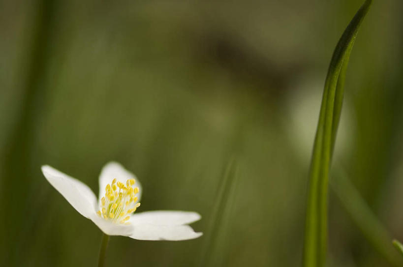 无人,横图,室外,特写,白天,正面,花海,花圃,美景,植物,叶子,朦胧,模糊,盛开,景观,花蕾,花,花瓣,花朵,花卉,鲜花,一朵,绿色,白色,自然,花丛,花束,花田,花苞,花蕊,景色,银莲花,自然风光,银莲,复活节花,彩图