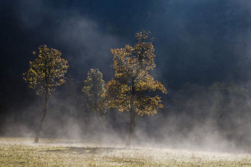 无人,农田,横图,室外,白天,正面,旅游,度假,庄稼,农作物,草地,草坪,美景,植物,雾,奥地利,欧洲,朦胧,模糊,景观,娱乐,草,树,树木,绿色,自然,享受,休闲,景色,放松,生长,成长,迷雾,自然风光,中欧,奥地利共和国,蒂罗尔,蒂罗尔州,大雾,彩图,耕地,庄稼田