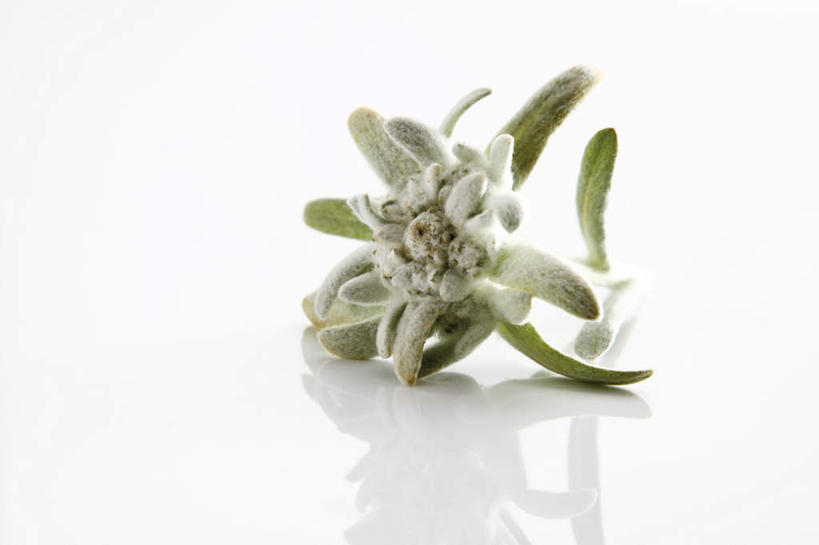 无人,横图,俯视,室内,特写,白天,白色背景,友谊,桌面,桌子,叶子,阴影,盛开,反射,木制,影子,绿叶,花蕾,花,花瓣,花朵,鲜花,木制品,花苞,花蕊,嫩叶,摄影,影棚,荣誉,勇敢,火绒草,雪绒花,薄雪草,老头草,叶,叶片,彩图,高角度拍摄,影棚拍摄,拍摄