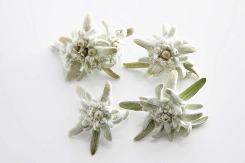 无人,横图,俯视,室内,特写,白天,白色背景,友谊,桌面,桌子,叶子,阴影,盛开,反射,木制,影子,绿叶,花蕾,花,花瓣,花朵,鲜花,木制品,花苞,花蕊,嫩叶,摄影,影棚,荣誉,勇敢,火绒草,雪绒花,薄雪草,老头草,叶,叶片,彩图,高角度拍摄,影棚拍摄,拍摄