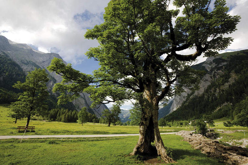 无人,横图,室外,白天,正面,旅游,度假,草地,草坪,石头,美景,山,山脉,植物,奥地利,欧洲,阴影,光线,石子,影子,景观,山顶,山峰,云,云朵,山峦,云彩,娱乐,草,树,树木,蓝色,绿色,白云,蓝天,天空,阳光,自然,群山,天,享受,休闲,景色,放松,生长,晴朗,成长,自然风光,中欧,沉积岩,奥地利共和国,蒂罗尔,蒂罗尔州,颠峰,极峰,水成岩,石块,岩石,晴空,彩图