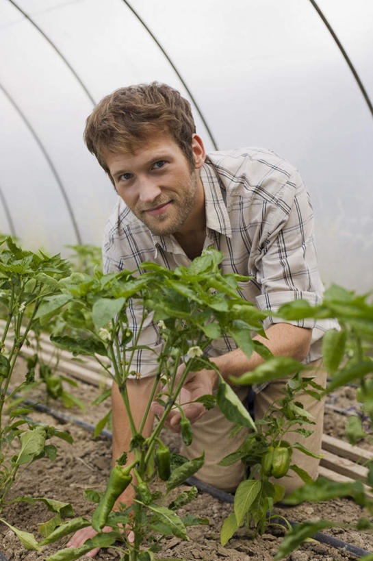西方人,一个人,农民,菜园,跪,竖图,室内,白天,正面,农作物,田园,辣椒,欧洲,欧洲人,仅一个男性,仅一个人,服装,朦胧,模糊,暖棚,青辣椒,注视,休闲装,仅一个年轻男性,衣服,观察,看,休闲,休闲服,服饰,观看,察看,关注,辣角,红海椒,大椒,辣虎,广椒,菜棚,田庄,男人,男性,年轻男性,白种人,辣子,海椒,番椒,佃农,农场主,农夫,农工,乡下人,小农,庄稼人,跪着,彩图,全身