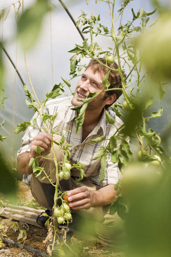 西方人,一个人,农民,菜园,蹲,笑,微笑,露齿笑,竖图,室内,白天,正面,农作物,田园,叶子,欧洲,欧洲人,仅一个男性,仅一个人,握,服装,朦胧,模糊,暖棚,绿叶,拿,拿着,注视,休闲装,仅一个年轻男性,衣服,观察,看,休闲,休闲服,嫩叶,握着,服饰,观看,察看,关注,菜棚,田庄,男人,男性,年轻男性,白种人,叶,叶片,佃农,农场主,农夫,农工,乡下人,小农,庄稼人,蹲着,彩图,全身