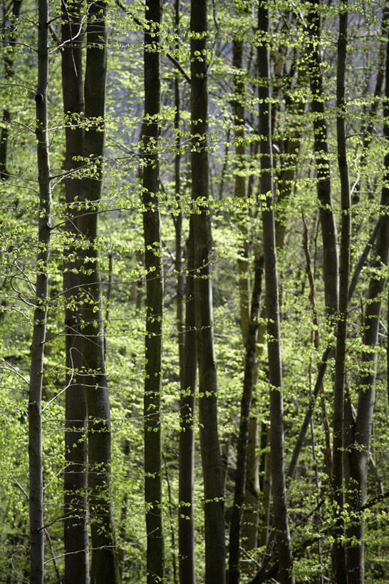 无人,竖图,室外,白天,正面,旅游,度假,美景,森林,树林,植物,景观,娱乐,树,树木,绿色,自然,享受,休闲,景色,放松,生长,成长,自然风光,榉树,大叶榉,红榉树,白榉,大叶榉树,彩图