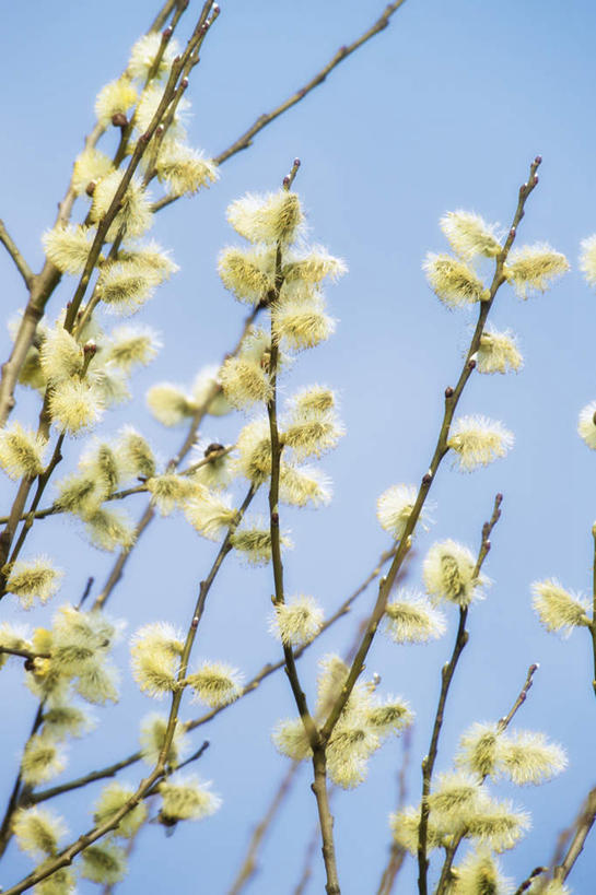 无人,竖图,室外,特写,白天,仰视,旅游,度假,美景,柳树,阴影,光线,影子,景观,娱乐,垂柳,树枝,蓝色,蓝天,天空,阳光,自然,天,享受,休闲,景色,放松,晴朗,自然风光,柳絮,万里无云,倒挂柳,晴空,晴空万里,垂枝柳,彩图,低角度拍摄