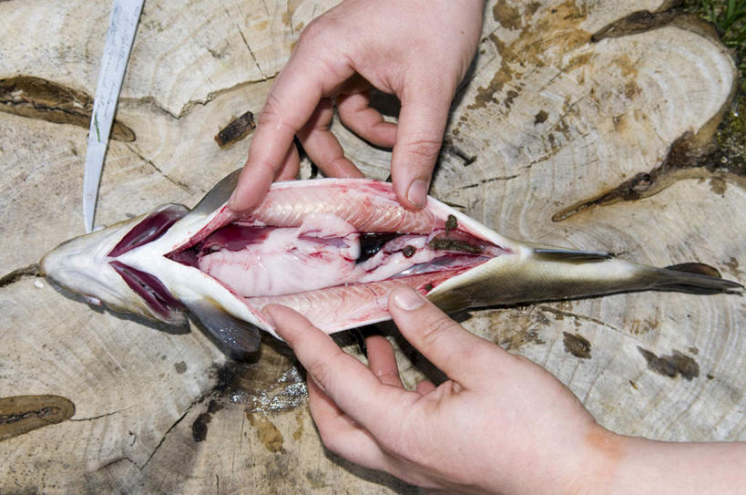 海鲜,西方人,手,一个人,横图,俯视,室外,特写,白天,欧洲,欧洲人,双手,仅一个男性,仅一个人,握,阴影,光线,金属,鱼,木板,影子,肉,鱼肉,拿,拿着,水产,肉类,仅一个年轻男性,阳光,刀,手部,握着,黄鱼,海产品,肉食,男人,男性,年轻男性,白种人,半身,彩图,高角度拍摄