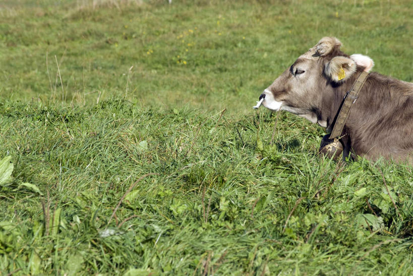 无人,农场,站,横图,室外,白天,侧面,仰视,旅游,度假,畜牧业,牧场,草地,草坪,美景,植物,牛,叶子,德国,欧洲,铃铛,景观,绿叶,注视,娱乐,草,一只,绿色,自然,动物,观察,看,站着,享受,休闲,嫩叶,家畜,景色,放松,牲畜,观看,察看,西欧,关注,自然风光,畜牧,德意志联邦共和国,牧业,巴伐利亚,巴伐利亚州,拜恩州,拜恩自由州,施瓦本行政区,叶,叶片,站立,半身,彩图,低角度拍摄