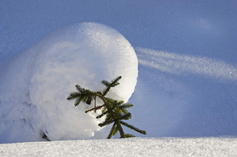 无人,横图,室外,白天,正面,旅游,度假,美景,雪,植物,大雪,德国,欧洲,积雪,景观,雪景,冬天,娱乐,树,树木,绿色,自然,享受,休闲,景色,放松,生长,成长,雪球,西欧,自然风光,德意志联邦共和国,巴伐利亚,巴伐利亚州,拜恩州,拜恩自由州,彩图