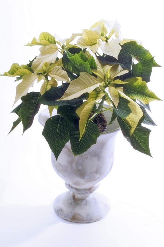 无人,竖图,俯视,室内,特写,白天,白色背景,桌面,桌子,花瓶,叶子,阴影,盛开,影子,陶瓷,绿叶,圣诞红,一品红,陶瓷制品,花蕾,花,花瓣,花朵,鲜花,瓶子,花苞,花蕊,圣诞花,嫩叶,摄影,猩猩木,影棚,绿洲,叶,叶片,彩图,高角度拍摄,影棚拍摄,拍摄