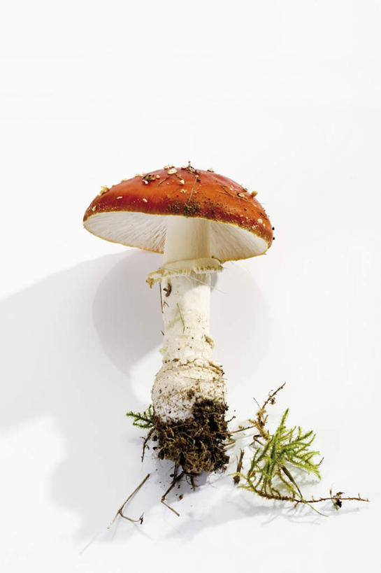 无人,竖图,俯视,室内,特写,白天,白色背景,草地,植物,阴影,反射,影子,圆点,斑点,菌菇,菌类,草,一个,绿色,摄影,影棚,单个,有毒,毒蝇伞,毒蝇鹅膏菌,哈蟆菌,捕蝇菌,毒蝇菌,彩图,高角度拍摄,影棚拍摄,拍摄