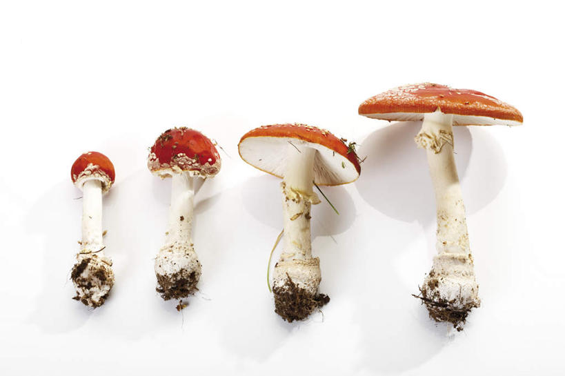 无人,横图,俯视,室内,特写,白天,白色背景,草地,植物,一排,阴影,整齐,反射,影子,圆点,斑点,菌菇,菌类,草,排列,绿色,四个,摄影,影棚,有毒,队列,毒蝇伞,毒蝇鹅膏菌,哈蟆菌,捕蝇菌,毒蝇菌,彩图,高角度拍摄,影棚拍摄,拍摄