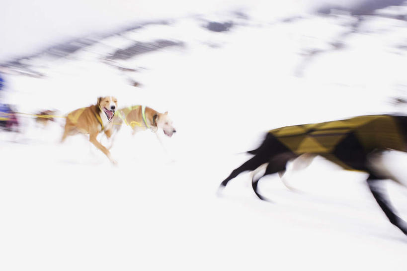 无人,横图,室外,白天,正面,旅游,度假,美景,雪,大雪,宠物,狗,奥地利,欧洲,四只,奔驰,朦胧,模糊,积雪,景观,雪景,冬季,冬天,娱乐,车,自然,动物,交通工具,奔跑,享受,休闲,景色,放松,寒冷,可爱,迅速,雪橇,冰冷,敏捷,自然风光,载具,雪橇车,中欧,忠诚,首府,萨尔斯堡,严寒,奥地利共和国,冰凉,酷寒,凛冽,凛凛,极冷,萨尔茨堡,萨尔茨堡州,疾速,萨尔茨卡默古特,犬,半身,彩图