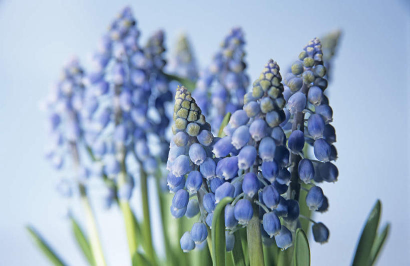 无人,横图,室内,特写,白天,正面,爱情,美景,叶子,许多,蓝色背景,朦胧,模糊,盛开,景观,绿叶,花蕾,花瓣,花朵,鲜花,蓝色,紫色,自然,花苞,花蕊,嫩叶,景色,摄影,影棚,悲伤,忧郁,自然风光,花梗,蓝壶花,蓝瓶花,葡萄百合,葡萄风信子,葡萄麝香兰,葡萄水仙,妒忌,叶,叶片,彩图,影棚拍摄,拍摄