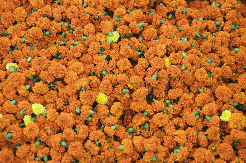 无人,横图,俯视,室内,特写,白天,爱情,一堆,许多,阴影,堆叠,堆积,环绕,盛开,围绕,反射,影子,花蕾,环抱,花,花瓣,花朵,鲜花,花苞,花蕊,橙色,菊花,堆,吉祥,高洁,长寿,怀恋,清净,真情,寿客,秋菊,萦绕,彩图,高角度拍摄