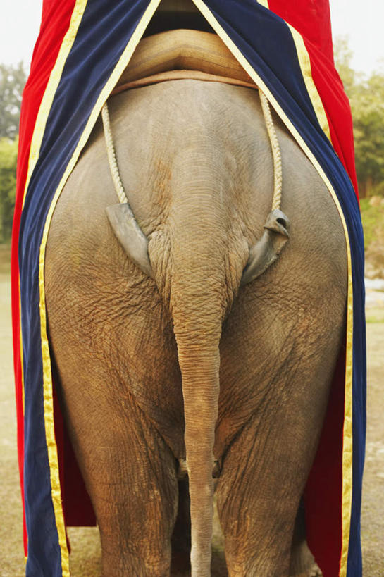 无人,走,竖图,室外,特写,白天,旅游,度假,美景,植物,哺乳动物,大象,野生动物,阴影,朦胧,模糊,反射,影子,景观,娱乐,树,树木,一只,背面,绿色,天空,自然,动物,天,享受,休闲,披风,景色,放松,生长,晴朗,成长,自然风光,万里无云,晴空,晴空万里,象,步行,散步,走路,半身,彩图