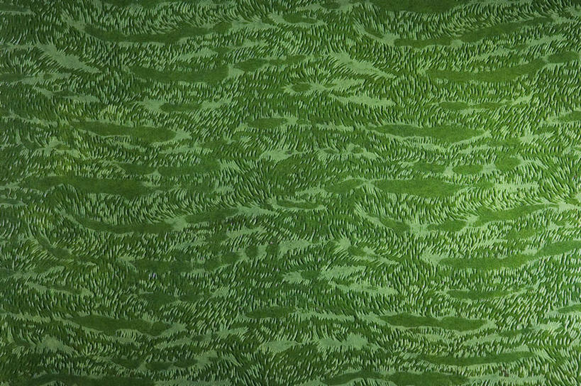 无人,横图,室内,特写,白天,正面,静物,阴影,花纹,新鲜,反射,纹路,图案,纹理,影子,绿色,青春,生命,和平,安详,肌理,冷色,彩图