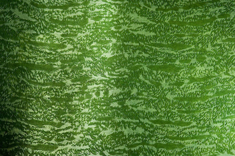 无人,横图,室内,特写,白天,正面,静物,阴影,花纹,新鲜,反射,纹路,图案,纹理,影子,绿色,青春,生命,和平,安详,肌理,冷色,彩图