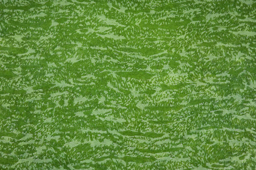 无人,横图,室内,特写,白天,正面,静物,阴影,花纹,新鲜,反射,纹路,图案,纹理,影子,绿色,青春,生命,和平,安详,肌理,冷色,彩图