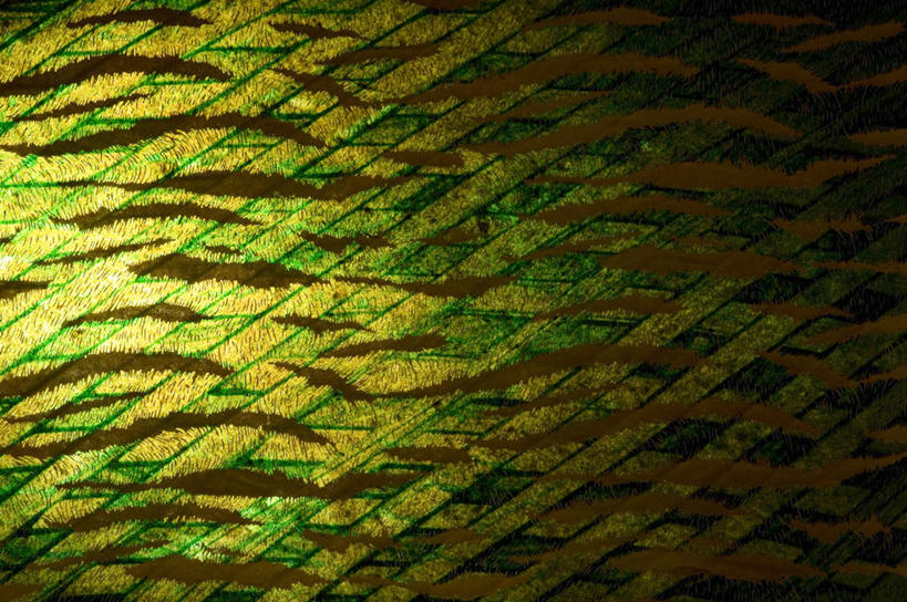 无人,横图,室内,特写,白天,正面,静物,阴影,花纹,条纹,新鲜,反射,曲线,纹路,图案,纹理,影子,绿色,金色,青春,生命,和平,安详,肌理,冷色,彩图