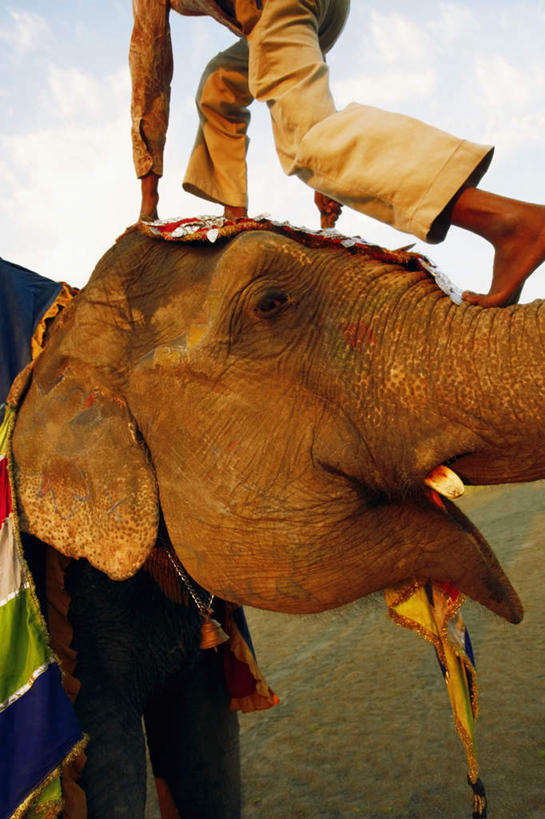 东方人,一个人,竖图,室外,白天,仰视,民族服装,大象,野生动物,亚洲,仅一个男性,仅一个人,黄种人,仅一个年轻男性,动物,可爱,活泼,男人,男性,年轻男性,亚洲人,印度人,半身,彩图,低角度拍摄,传统服装,民俗服