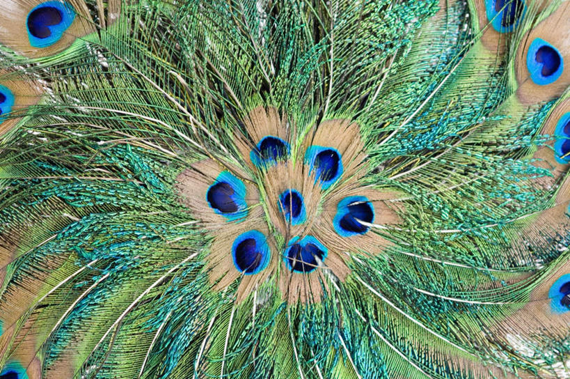无人,横图,室内,特写,白天,正面,孔雀,静物,羽毛,装饰,尾巴,美丽,开屏,华丽,修饰,点缀,衬托,美观,雅致,雅观,彩图