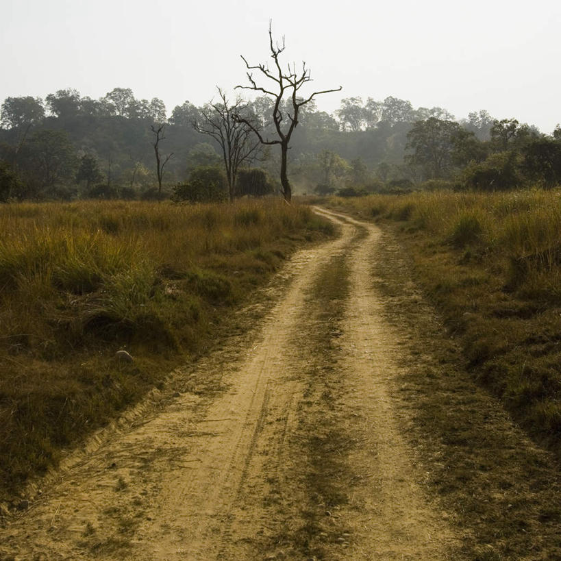 无人,横图,室外,白天,正面,旅游,度假,草地,草坪,美景,树林,植物,路,印度,亚洲,阴影,光线,影子,景观,小路,娱乐,草,树,树木,蓝色,绿色,蓝天,天空,阳光,自然,天,享受,休闲,景色,放松,生长,晴朗,成长,自然风光,南亚,万里无云,印度共和国,比哈尔邦,晴空,晴空万里,彩图