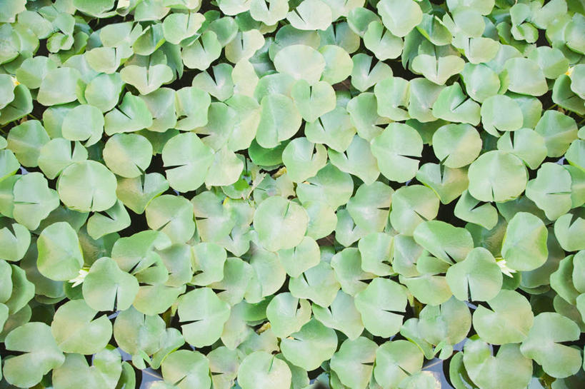 无人,横图,俯视,室外,特写,白天,睡莲,叶子,阴影,光线,影子,池塘,水池,荷叶,阳光,纯真,妖艳,莲叶,水芹花,抒情,洁净,水洋花,子午莲,叶,叶片,彩图,高角度拍摄