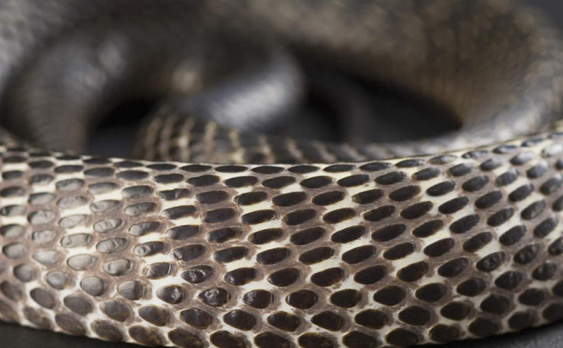 无人,横图,俯视,室内,特写,白天,野生动物,一条,黑色背景,朦胧,模糊,卷曲,蛇,纹理,动物,摄影,活泼,影棚,凶猛,爬行类,眼镜蛇,半身,彩图,高角度拍摄,影棚拍摄,拍摄