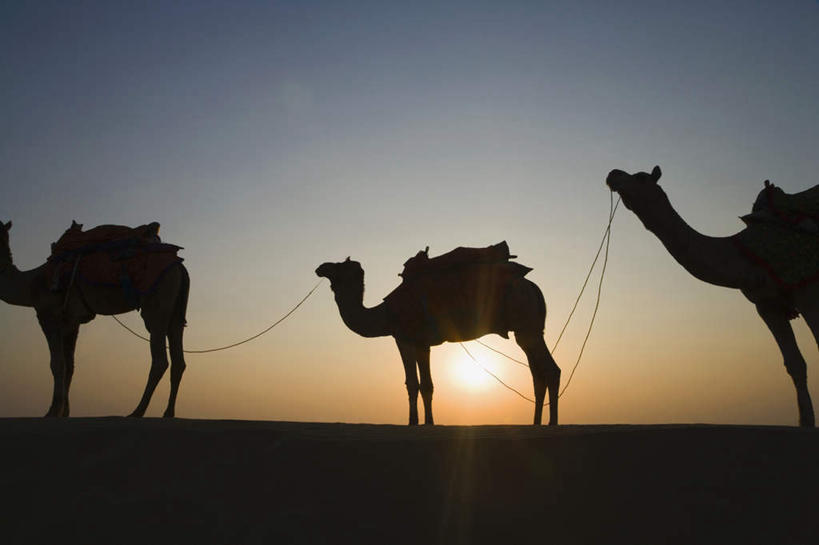 无人,站,横图,室外,白天,仰视,美景,日落,沙漠,野生动物,印度,亚洲,三只,一排,阴影,整齐,光线,影子,景观,晚霞,霞光,云,云朵,云彩,注视,骆驼,排列,蓝色,白云,蓝天,天空,阳光,自然,黄昏,动物,天,观察,看,站着,景色,彩霞,可爱,活泼,晴朗,观看,察看,队列,关注,自然风光,南亚,拉贾斯坦邦,拉贾斯坦,印度共和国,贾沙梅尔,大漠,砂漠,晴空,夕阳,站立,半身,彩图,低角度拍摄